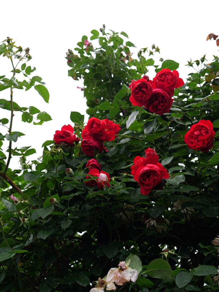 2025-05-24 09_16№(0943).JPG