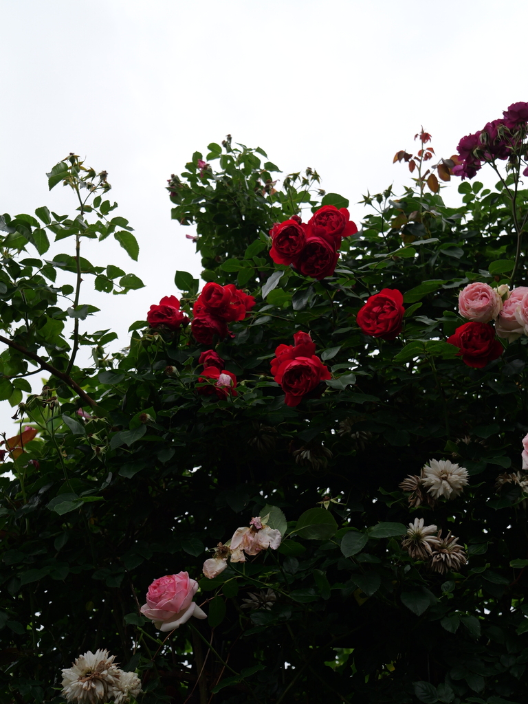 2025-05-24 09_16№(0944).JPG