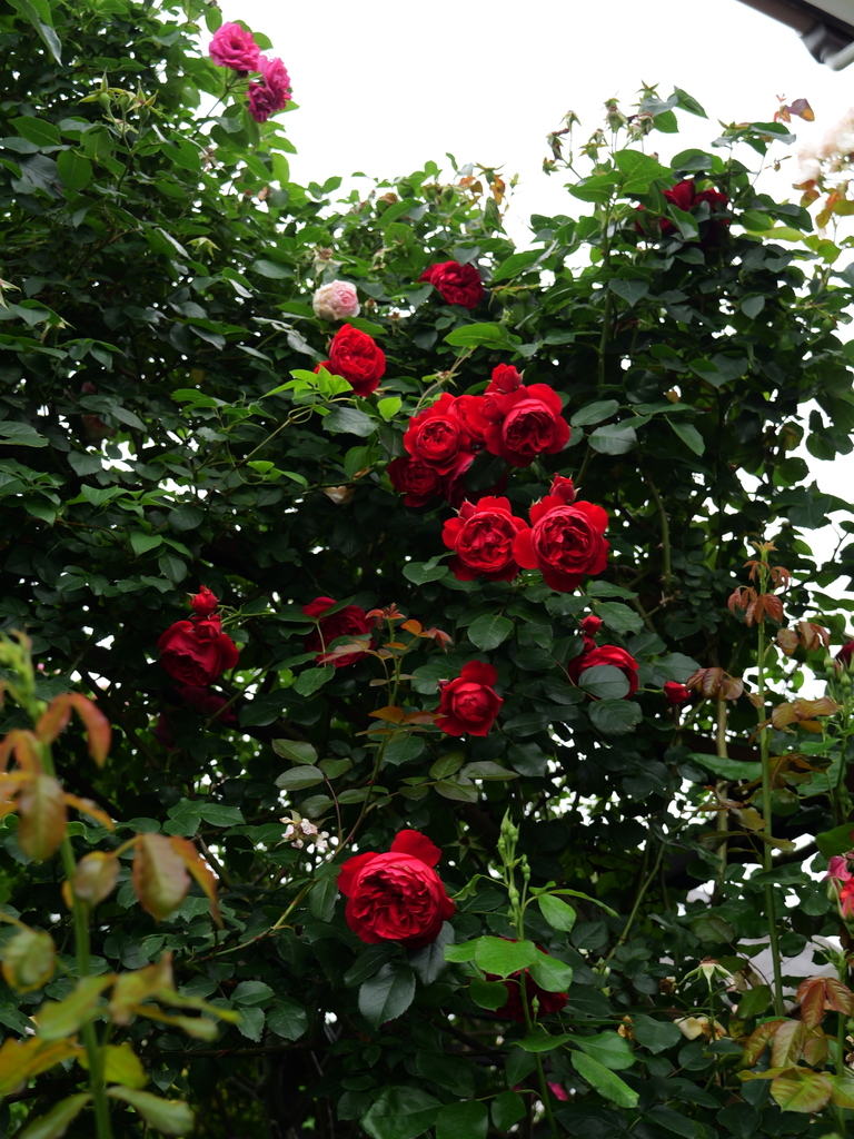2025-05-24 09_16№(0945).JPG