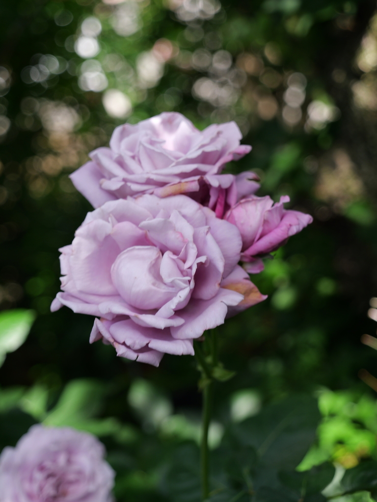 2025-05-28 08_01№(0244).JPG
