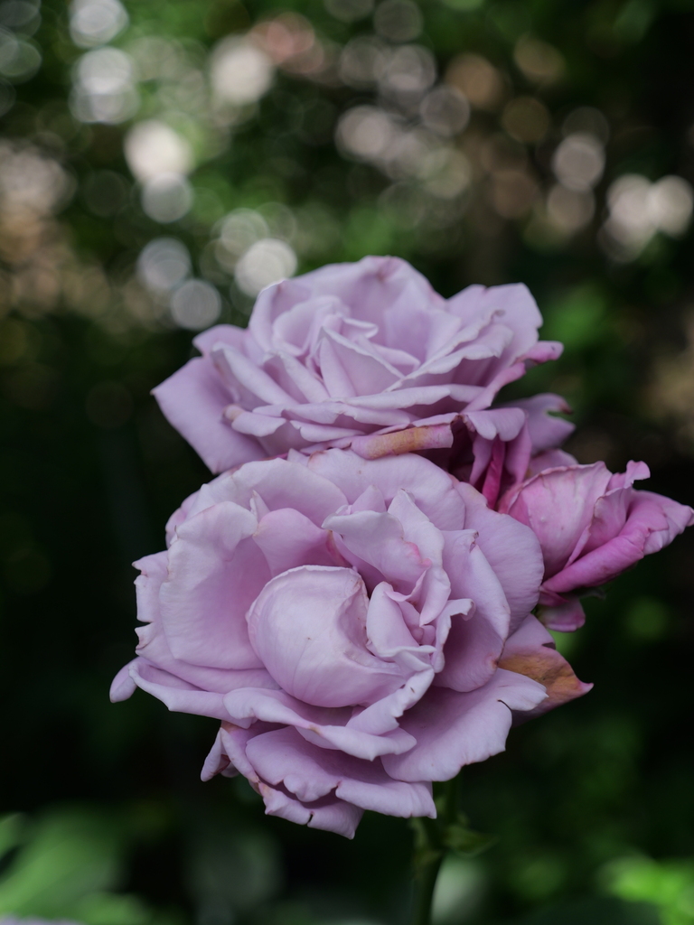 2025-05-28 08_01№(0245).JPG