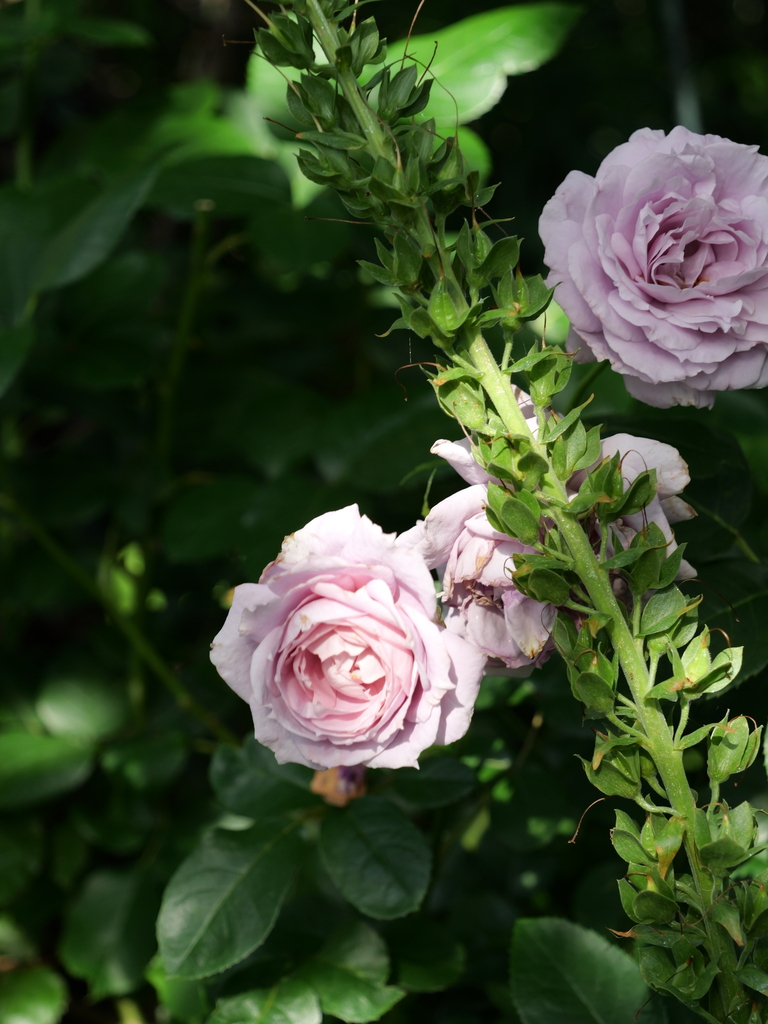 2025-05-28 08_01№(0246).JPG
