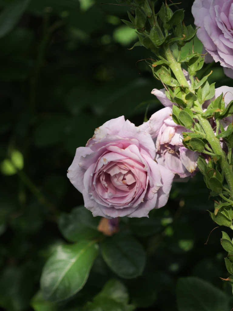 2025-05-28 08_01№(0247).JPG