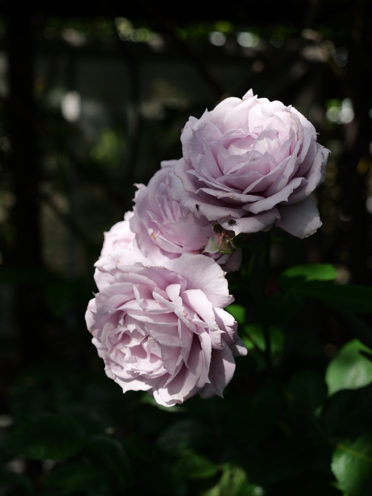 2025-05-28 08_01№(0254).JPG
