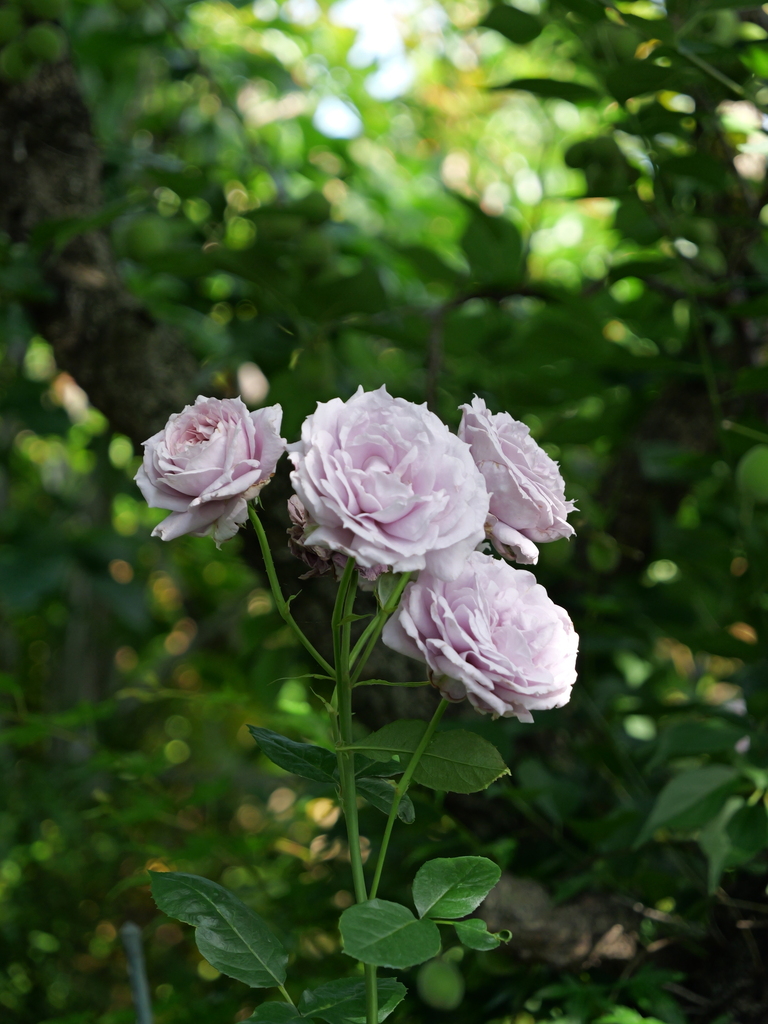 2025-05-28 08_01№(0259).JPG