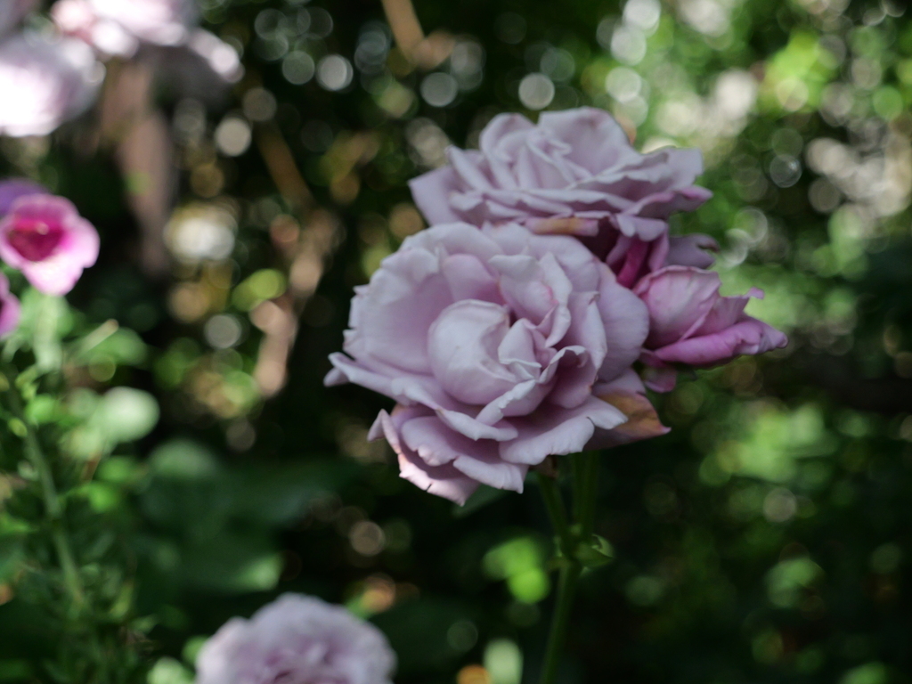2025-05-28 08_40№(0538).JPG