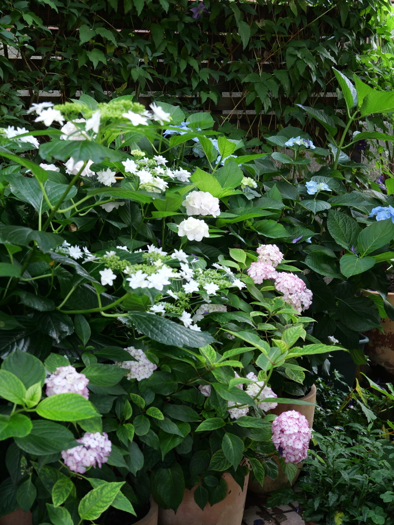 2025-06-05 08_27№(0239).JPG