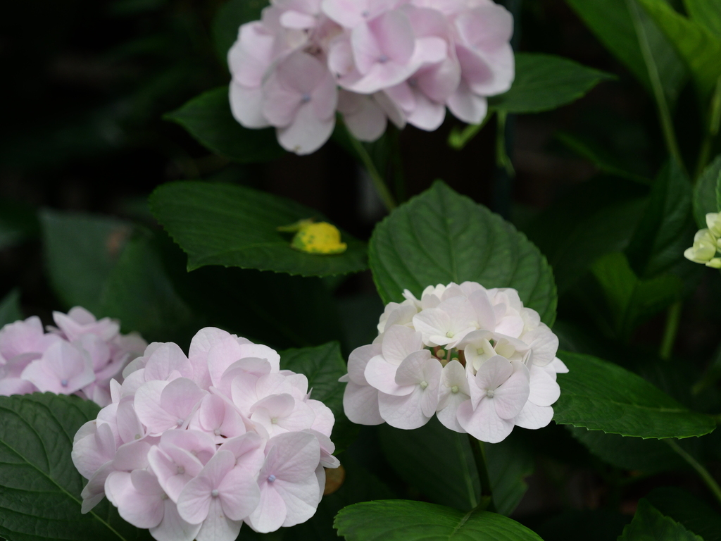 2025-06-07 08_06№(0146).JPG