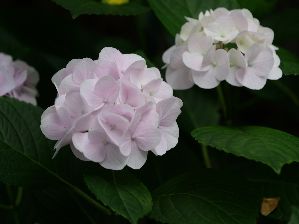 2025-06-07 08_06№(0148).JPG