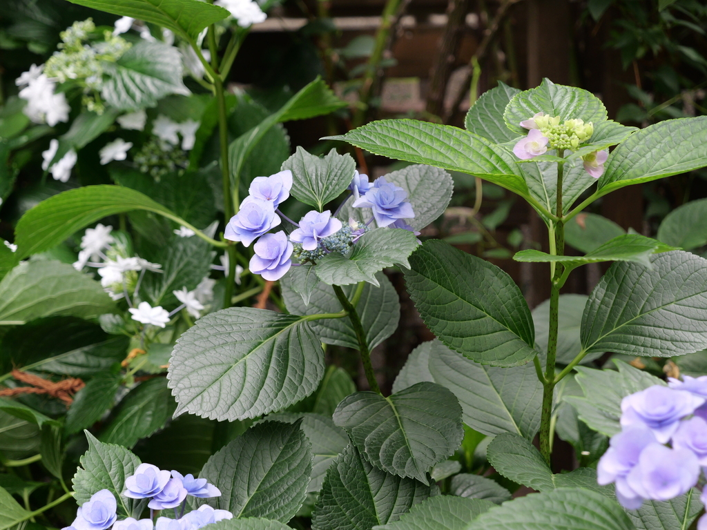 2025-06-07 08_06№(0164).JPG