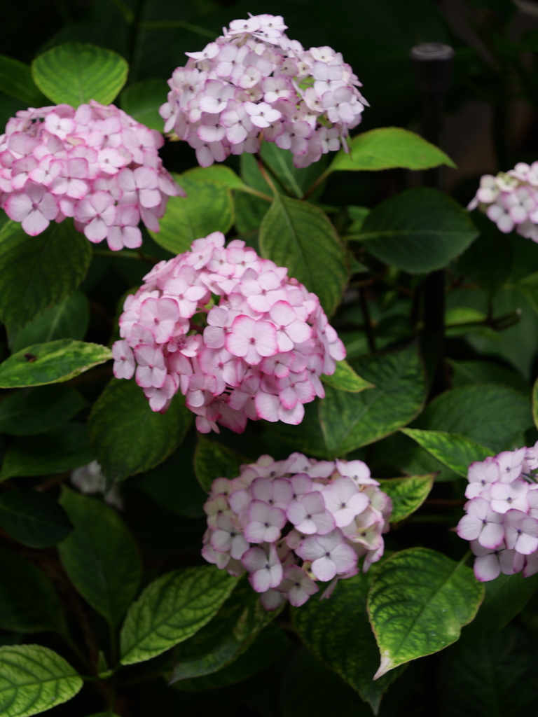 2025-06-07 09_03№(0558).JPG
