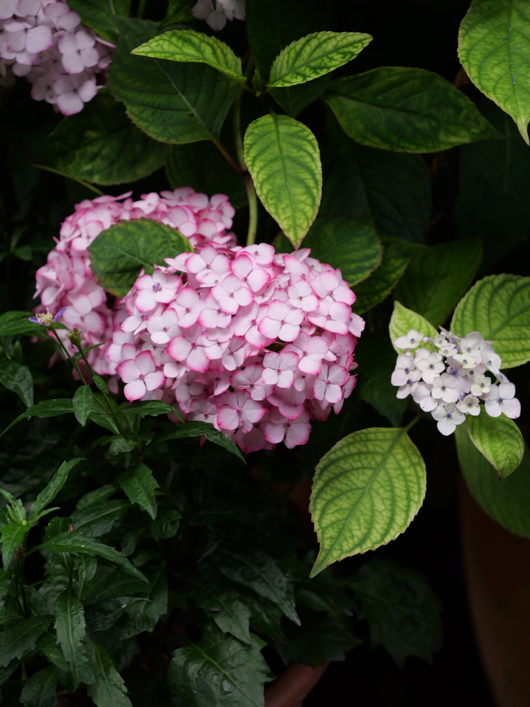 2025-06-07 09_03№(0561).JPG