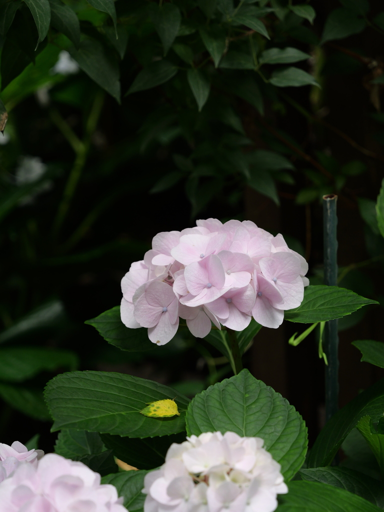 2025-06-07 09_03№(0580).JPG