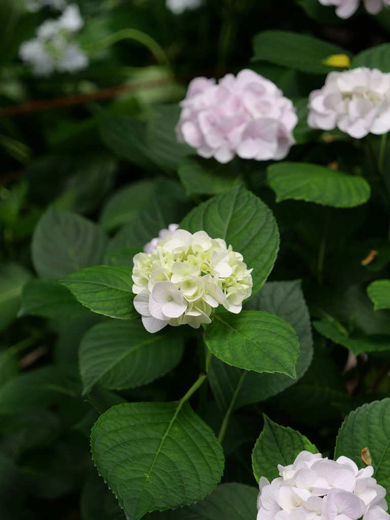 2025-06-07 09_04№(0591).JPG
