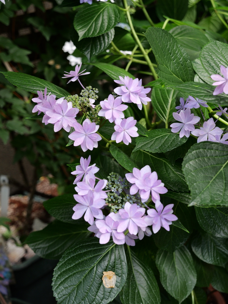2025-06-07 09_05№(0628).JPG