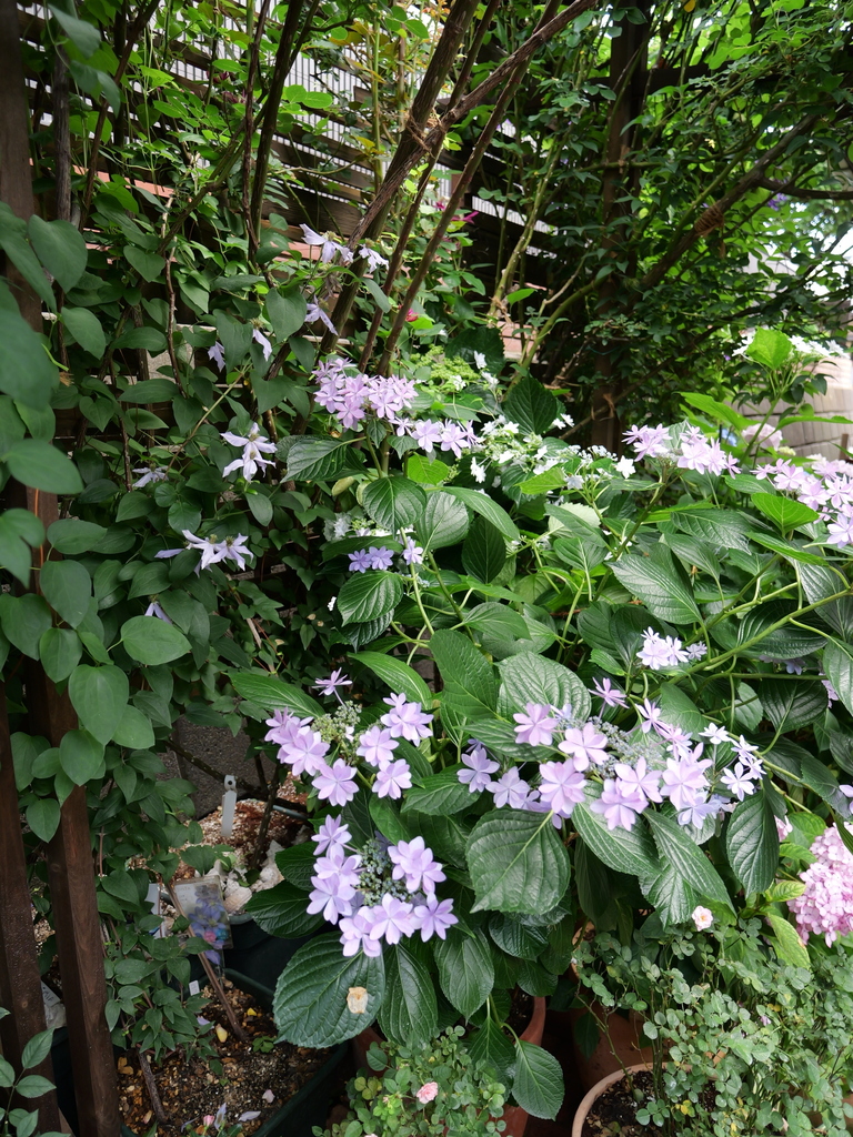 2025-06-07 09_05№(0631).JPG