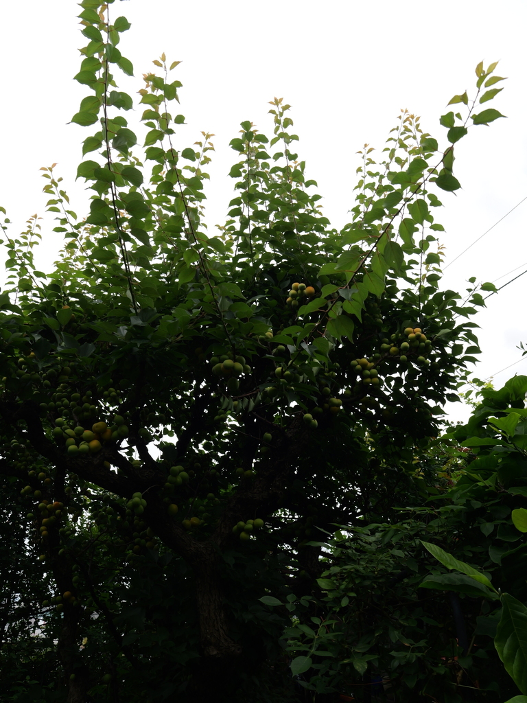 2025-06-14 11_41№(0040).JPG