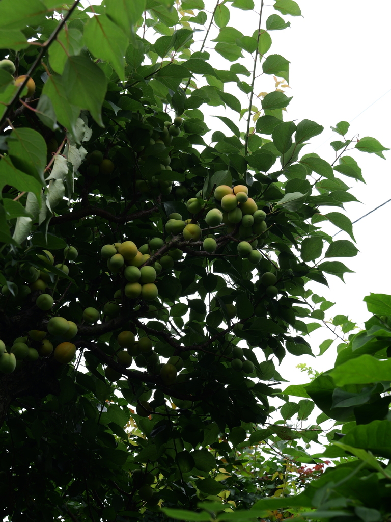 2025-06-14 11_41№(0044).JPG