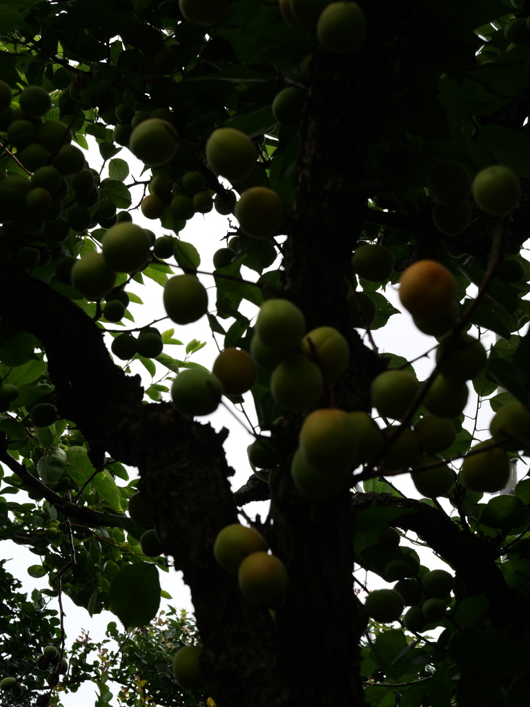 2025-06-14 11_42№(0048).JPG