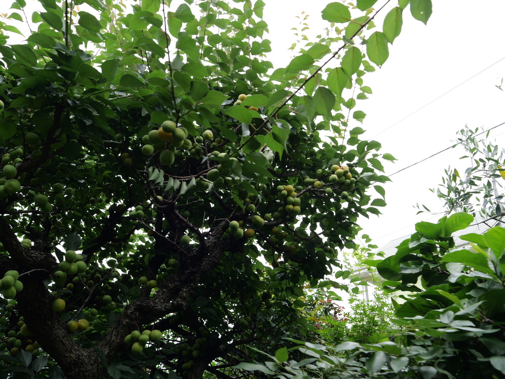 2025-06-14 11_45№(0117).JPG