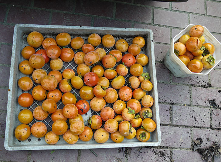 4回目の柿の収穫をした。2016年-3.jpg