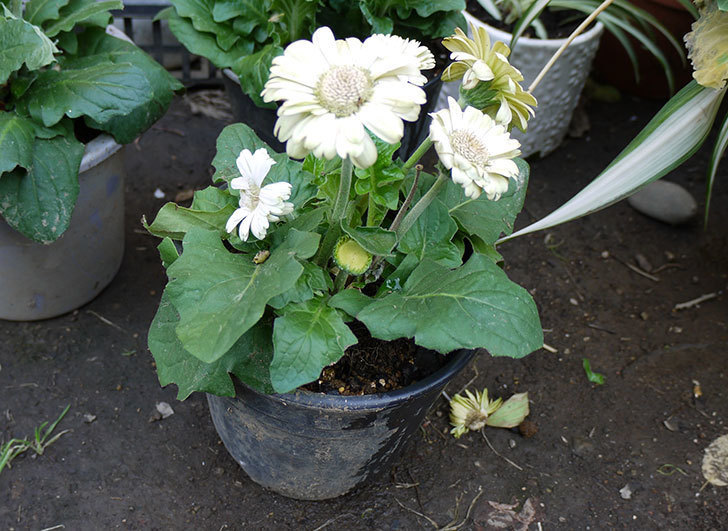 50円で買ったガーベラをプラ鉢に植えた。2015年-1.jpg