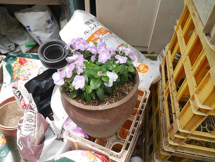 うすい紫のニチニチソウ（日々草）の苗をホームズで3個買って来た。2020年-006.jpg