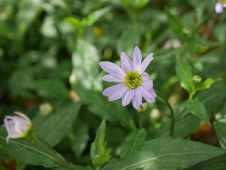 うすい紫のミヤコワスレ(ノシュンギク)の花が咲いた。2021年-001.jpg