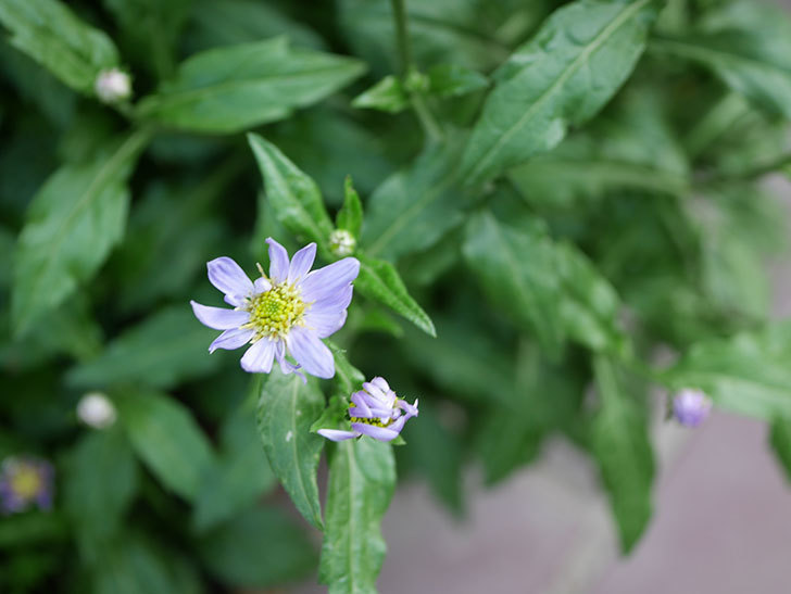 うすい紫のミヤコワスレ(ノシュンギク)の花が咲いた。2021年-009.jpg
