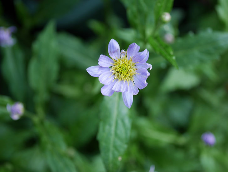 うすい紫のミヤコワスレ(ノシュンギク)の花が咲いた。2021年-011.jpg