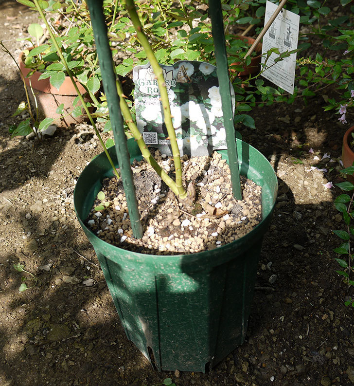 つるアイスバーグ(ツルバラ)の新苗を8号のEUロングスリット鉢に鉢増しした。2016年-2.jpg