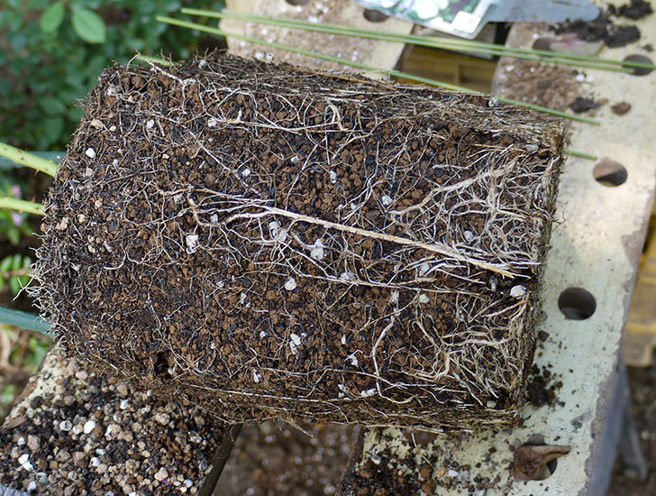 つるアイスバーグ(ツルバラ)の新苗を8号のEUロングスリット鉢に鉢増しした。2016年-4.jpg