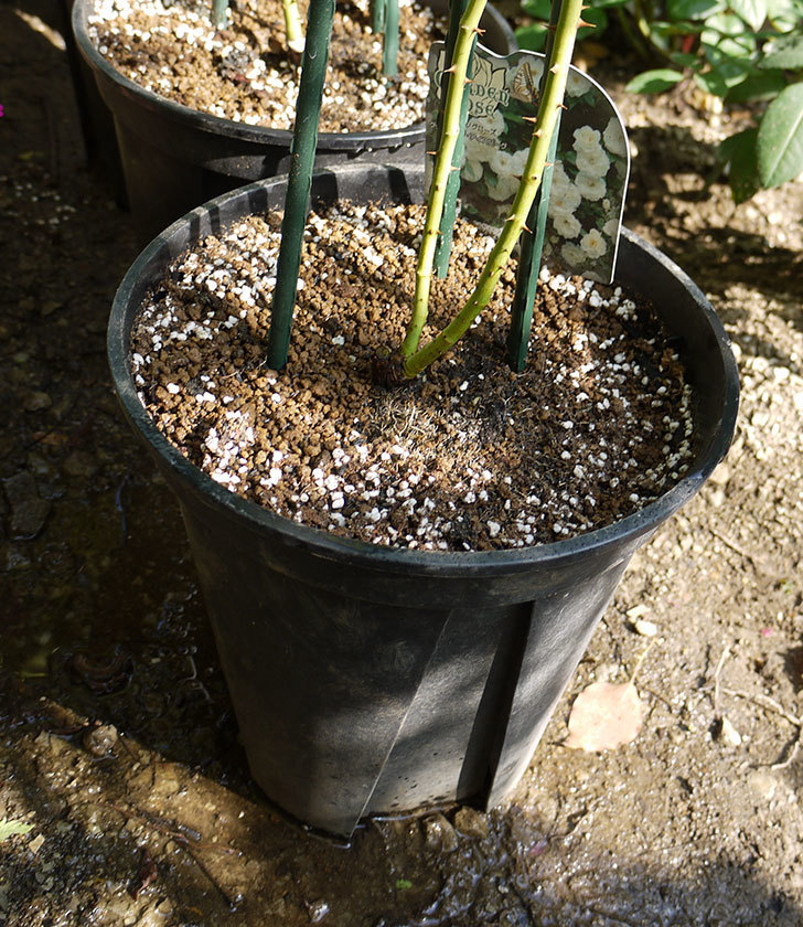 つるアイスバーグ(ツルバラ)の新苗を8号のEUロングスリット鉢に鉢増しした。2016年-6.jpg