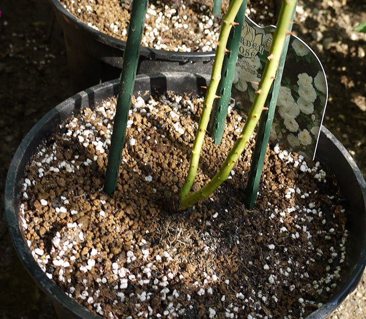 つるアイスバーグ(ツルバラ)の新苗を8号のEUロングスリット鉢に鉢増しした。2016年-7.jpg