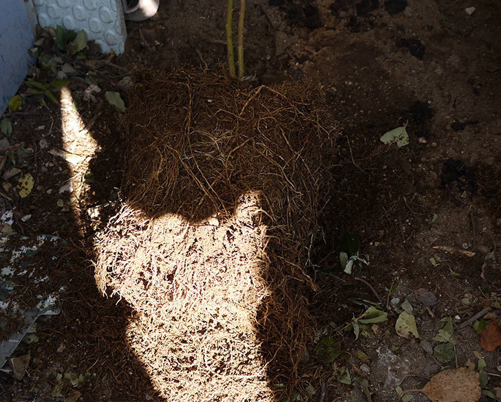 つるアイスバーグ(ツルバラ)の鉢植えを地植えして誘引した。2017年-10.jpg