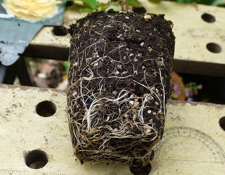 つるゴールドバニー(ツルバラ)の新苗を6号のロングスリット鉢に植えた。2016年-3.jpg