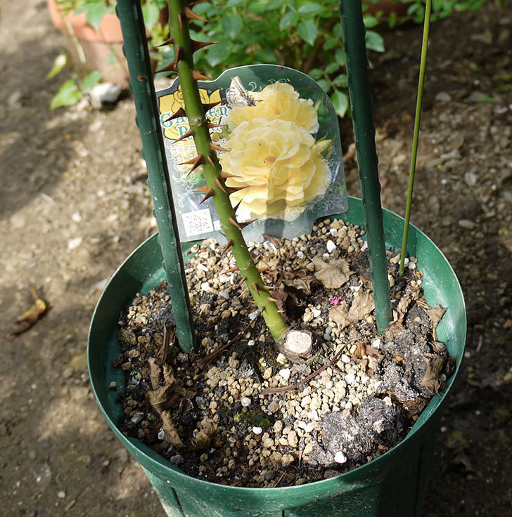 つるゴールドバニー(ツルバラ)の新苗を8号のEUロングスリット鉢に鉢増しした。2016年-2.jpg