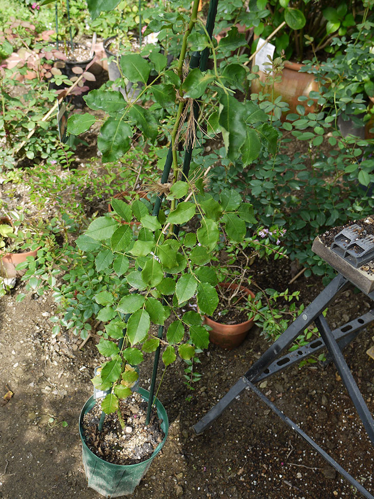 つるゴールドバニー(ツルバラ)の新苗を8号のEUロングスリット鉢に鉢増しした。2016年-3.jpg
