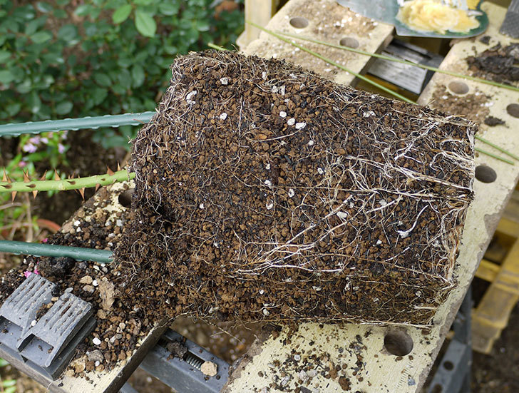 つるゴールドバニー(ツルバラ)の新苗を8号のEUロングスリット鉢に鉢増しした。2016年-4.jpg
