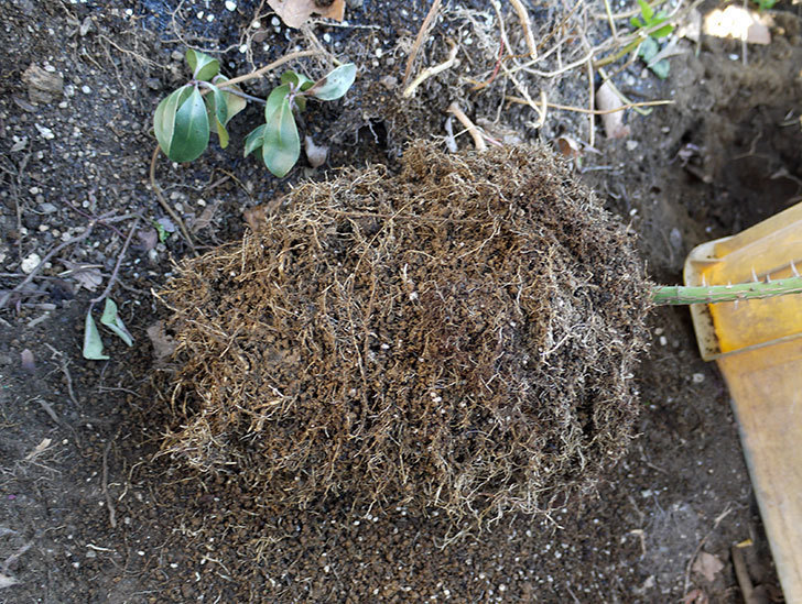 つるゴールドバニー(ツルバラ)の鉢植えを地植えして誘引した。2017年-17.jpg