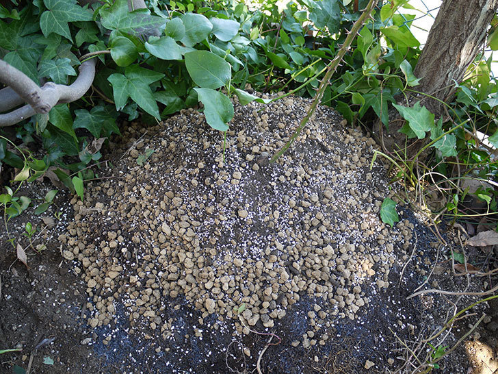 つるゴールドバニー(ツルバラ)の鉢植えを地植えして誘引した。2017年-20.jpg