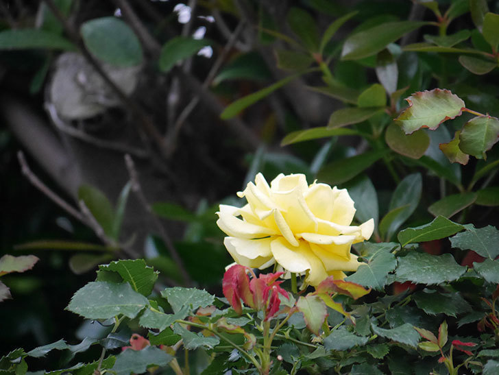 つるゴールドバニー(Gold Bunny  Cl)の2番花が咲いた。ツルバラ。2020年-005.jpg