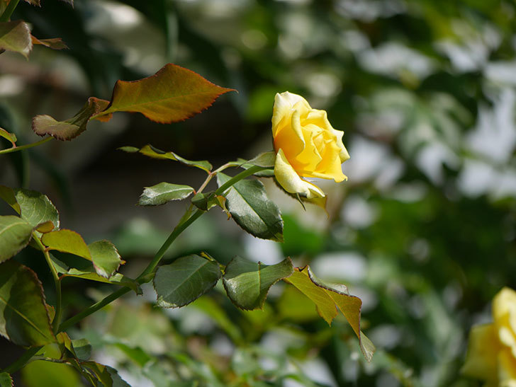 つるゴールドバニー(Gold Bunny Climbing)の夏花が咲いた。ツルバラ。2020年-008.jpg