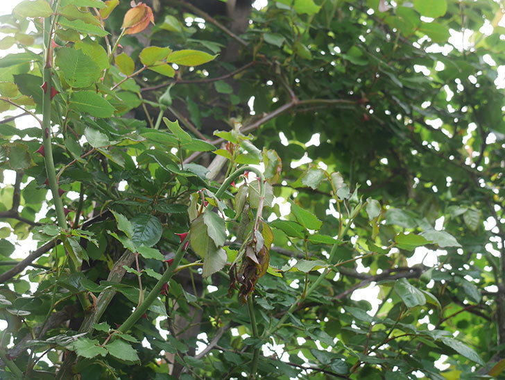 つるゴールドバニー(Gold Bunny Climbing)の枝3本がバラクキバチにやられた。害虫。2022年-001.jpg