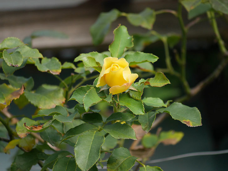 つるゴールドバニー Gold Bunny Climbing の秋花がまた咲いた ツルバラ 年 バラ 02memo日記