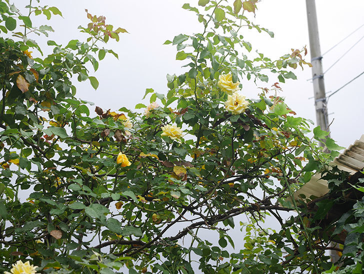 つるゴールドバニー(Gold Bunny Climbing)の秋花が咲いた。ツルバラ。2021年-001.jpg