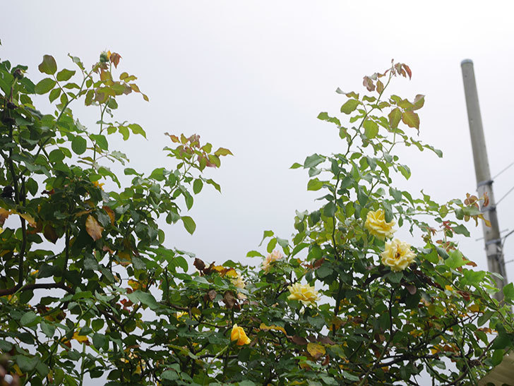 つるゴールドバニー(Gold Bunny Climbing)の秋花が咲いた。ツルバラ。2021年-002.jpg