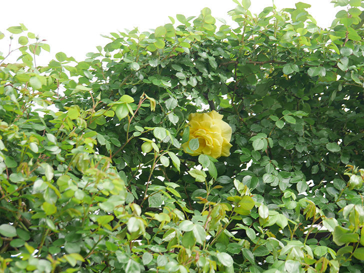 つるゴールドバニー(Gold Bunny Climbing)の花が1個咲いた。ツルバラ。2022年-003.jpg