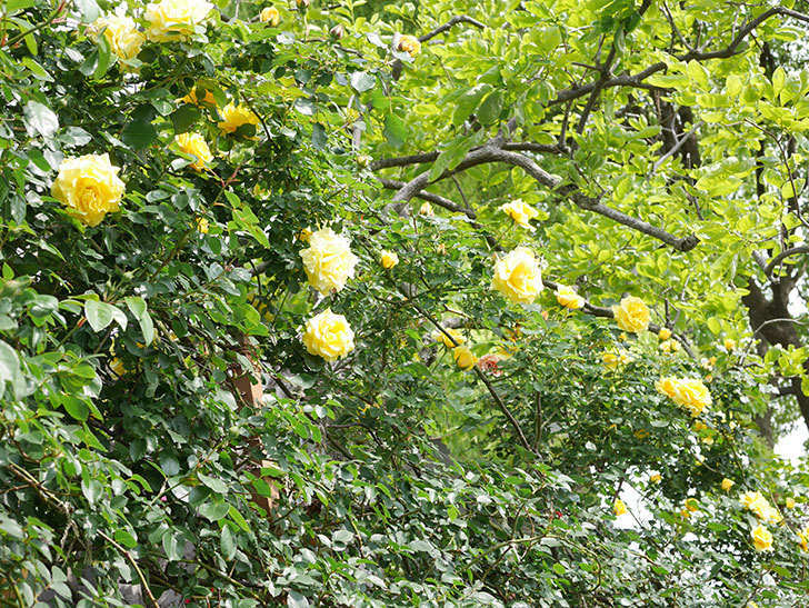 つるゴールドバニー(Gold Bunny Climbing)の花がたくさん咲いた。ツルバラ。2021年-059.jpg