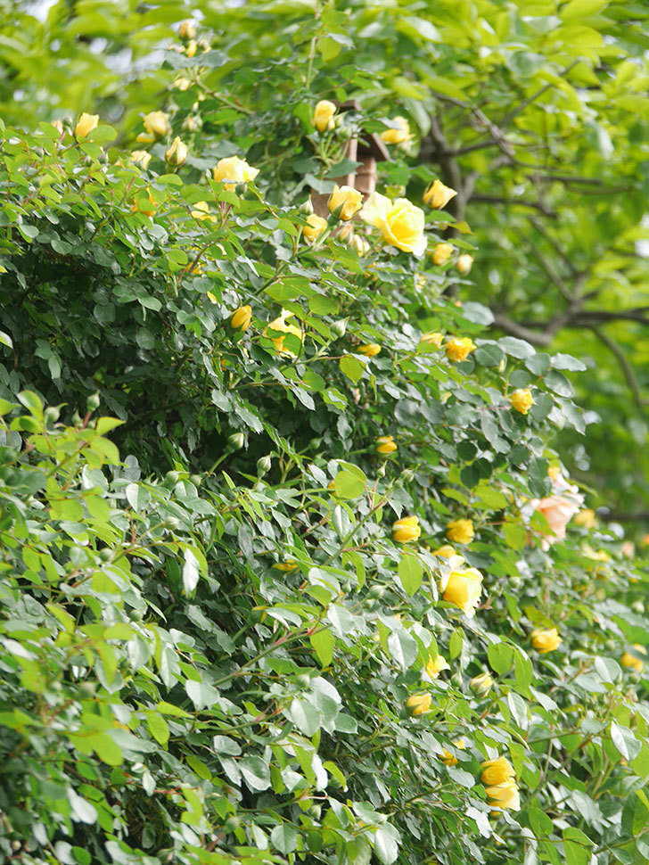 つるゴールドバニー(Gold Bunny Climbing)の花が咲いた。ツルバラ。2022年-001.jpg